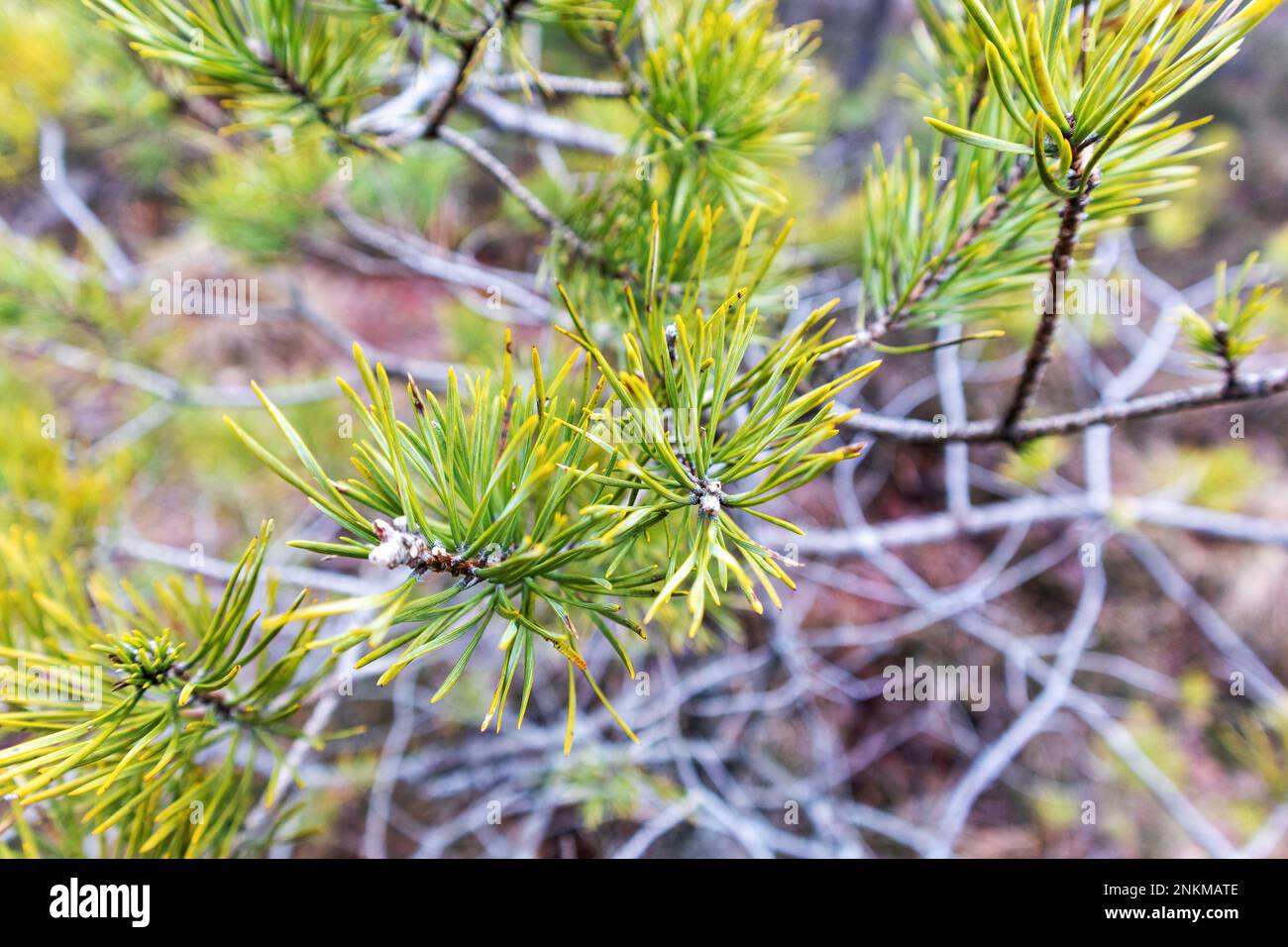 Close-up of nature scene with pine tree needles branch Stock Photo