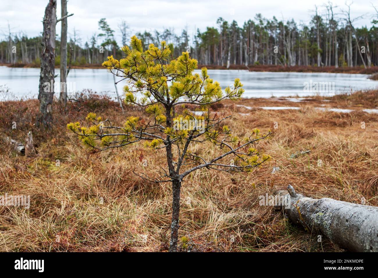 Nature view of a marsh with a lake and windswept trees along the edge of the lake8 Stock Photo