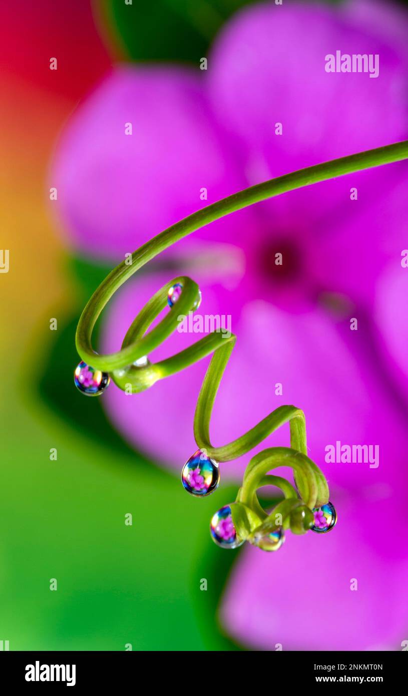 Flower reflections caught in water droplets on a curly tendril. Stock Photo