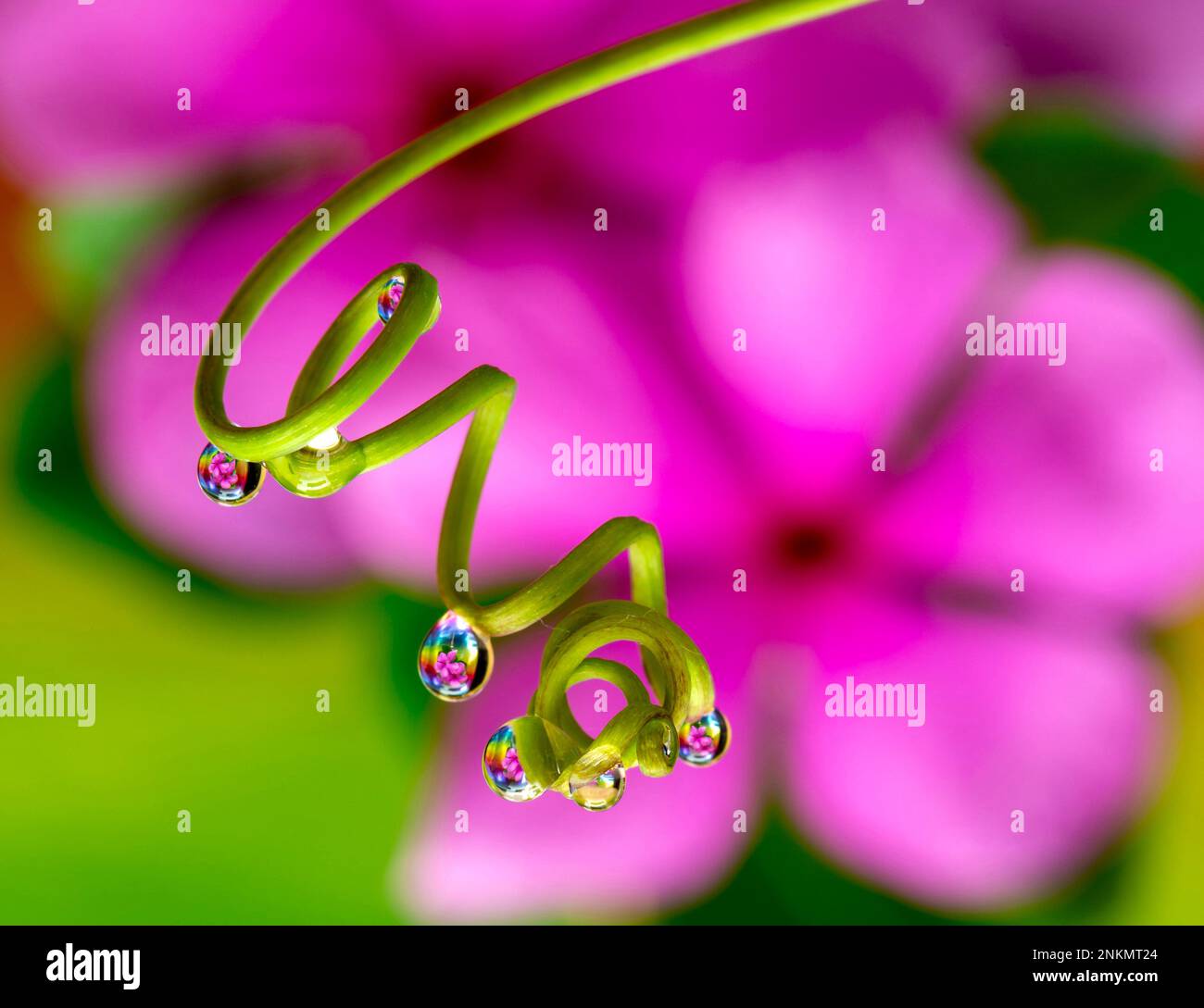 Flower reflections caught in water droplets on a curly tendril. Stock Photo