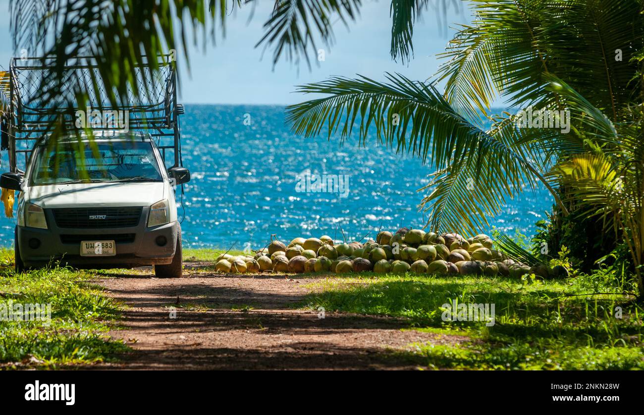 Coconut farm with large coconuts ready for production. Large bunches of