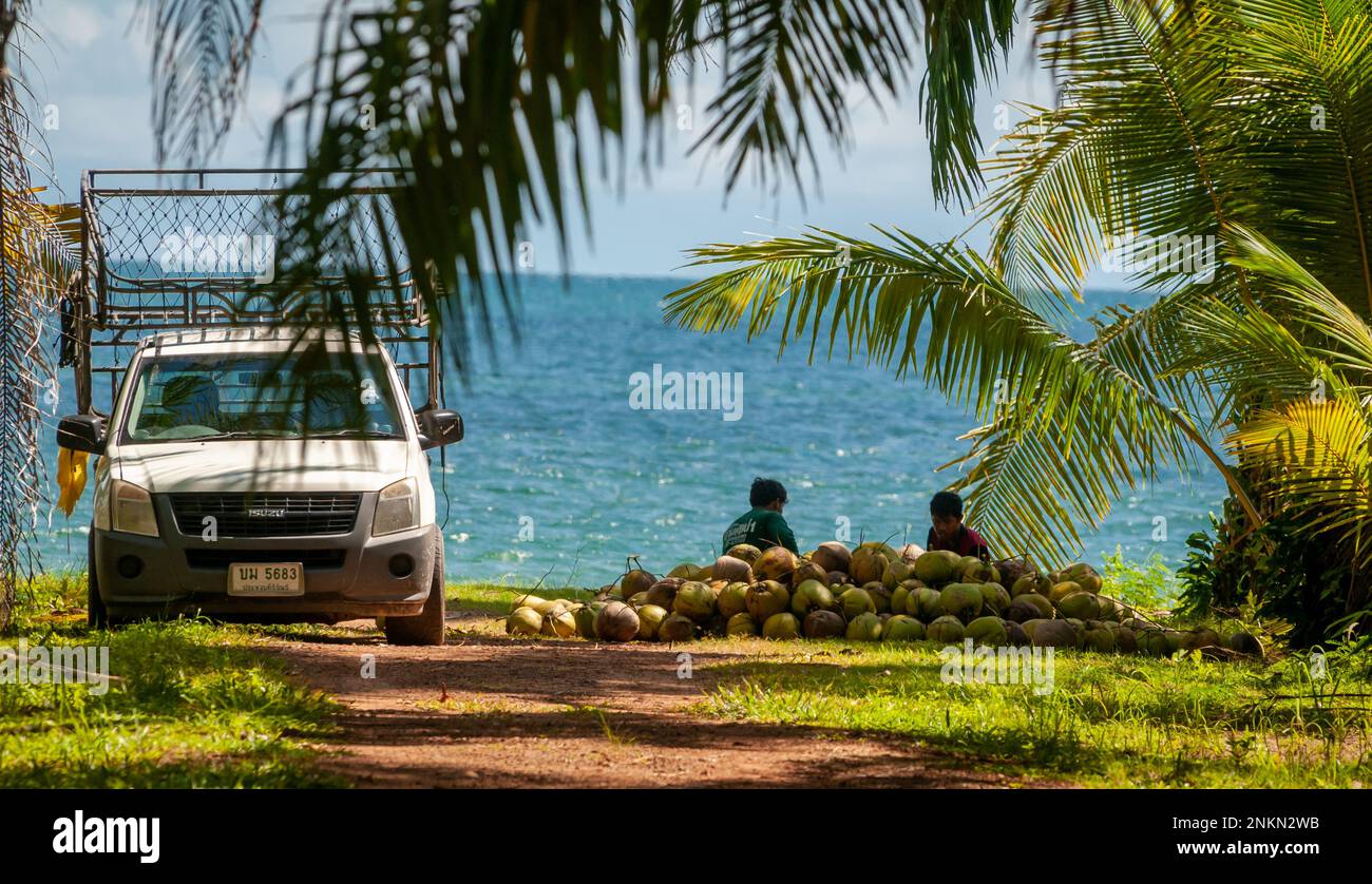 Coconut farm with large coconuts ready for production. Large bunches of