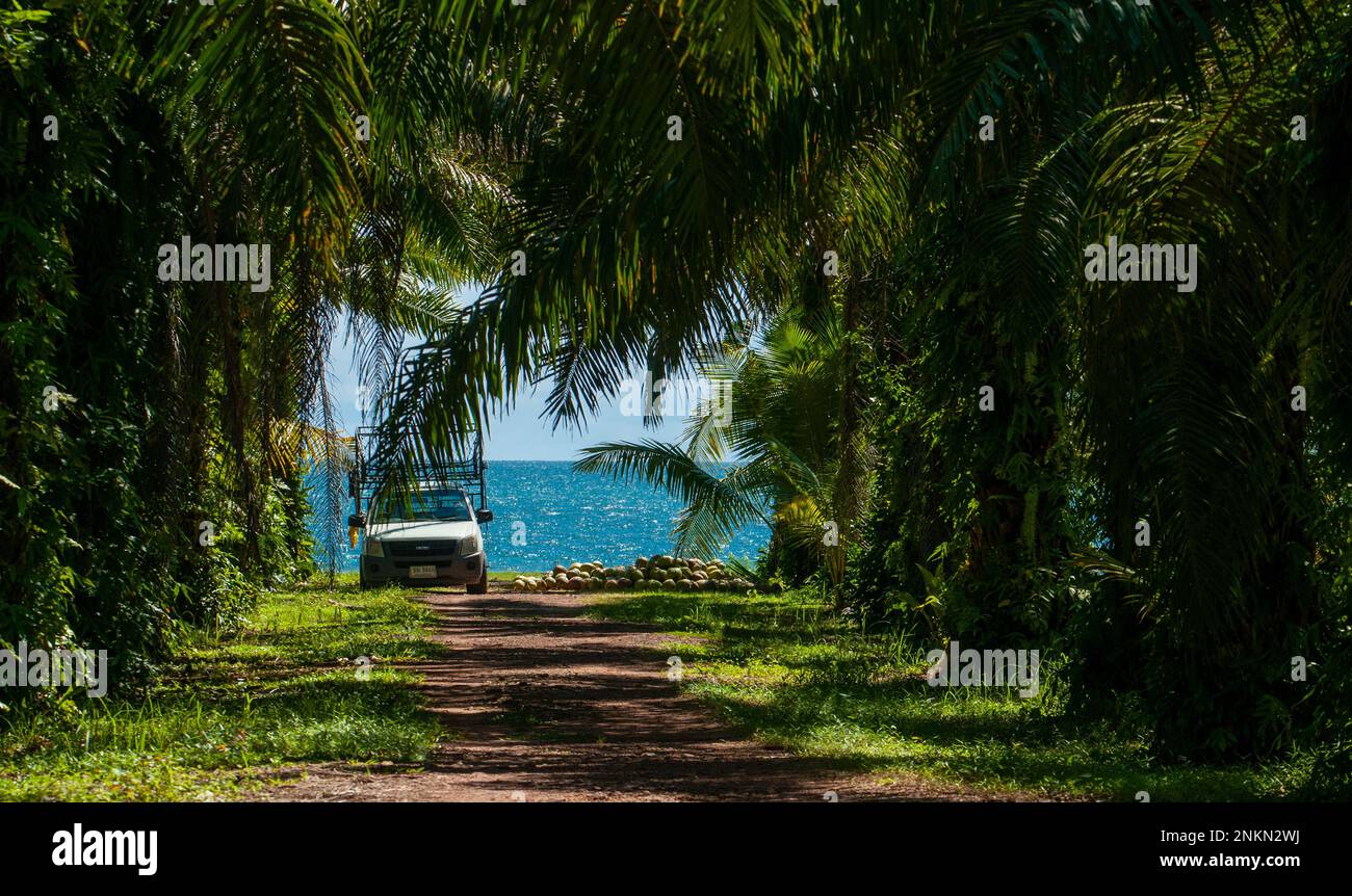 Coconut farm with large coconuts ready for production. Large bunches of