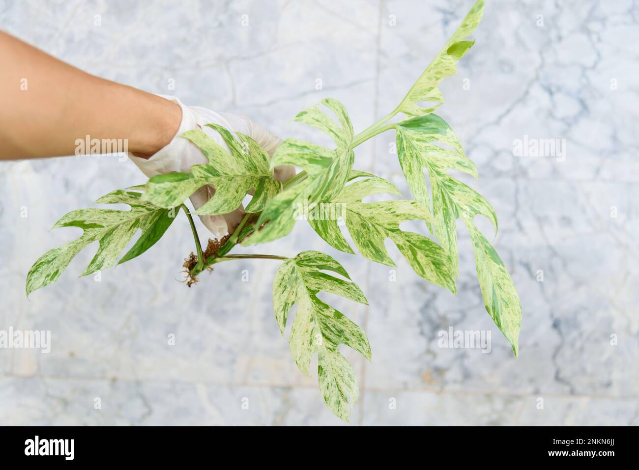 Fresh Leaf of epipremnum pinnatum marble plant in a pot Stock Photo Alamy
