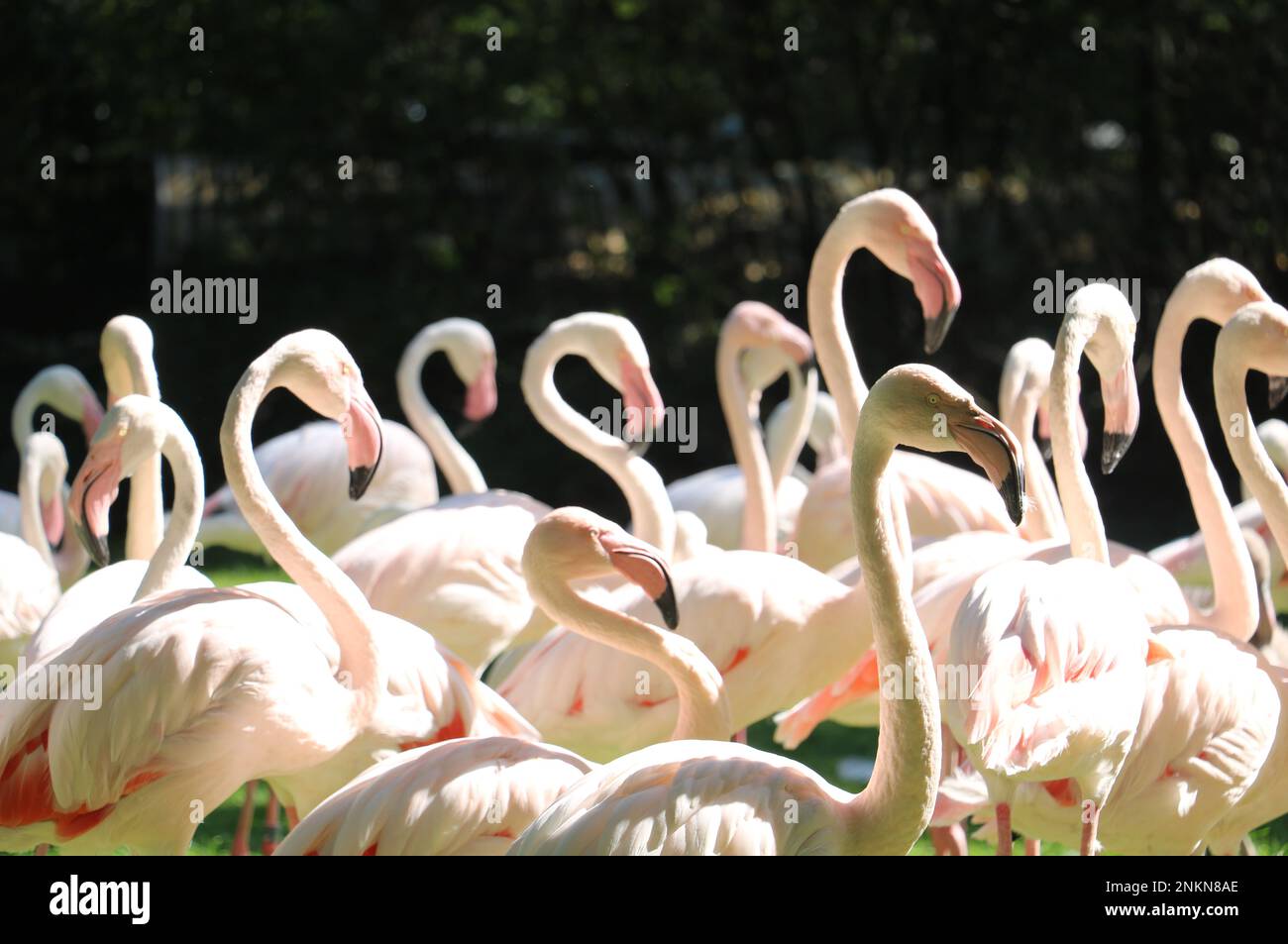 Flamingoes at Burgers' Zoo Stock Photo