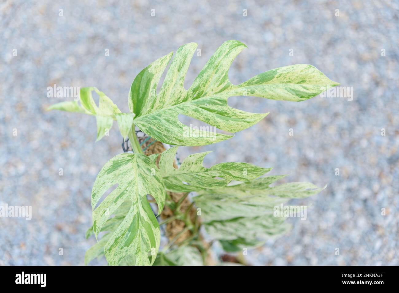 Fresh Leaf of epipremnum pinnatum marble plant in a pot Stock Photo Alamy