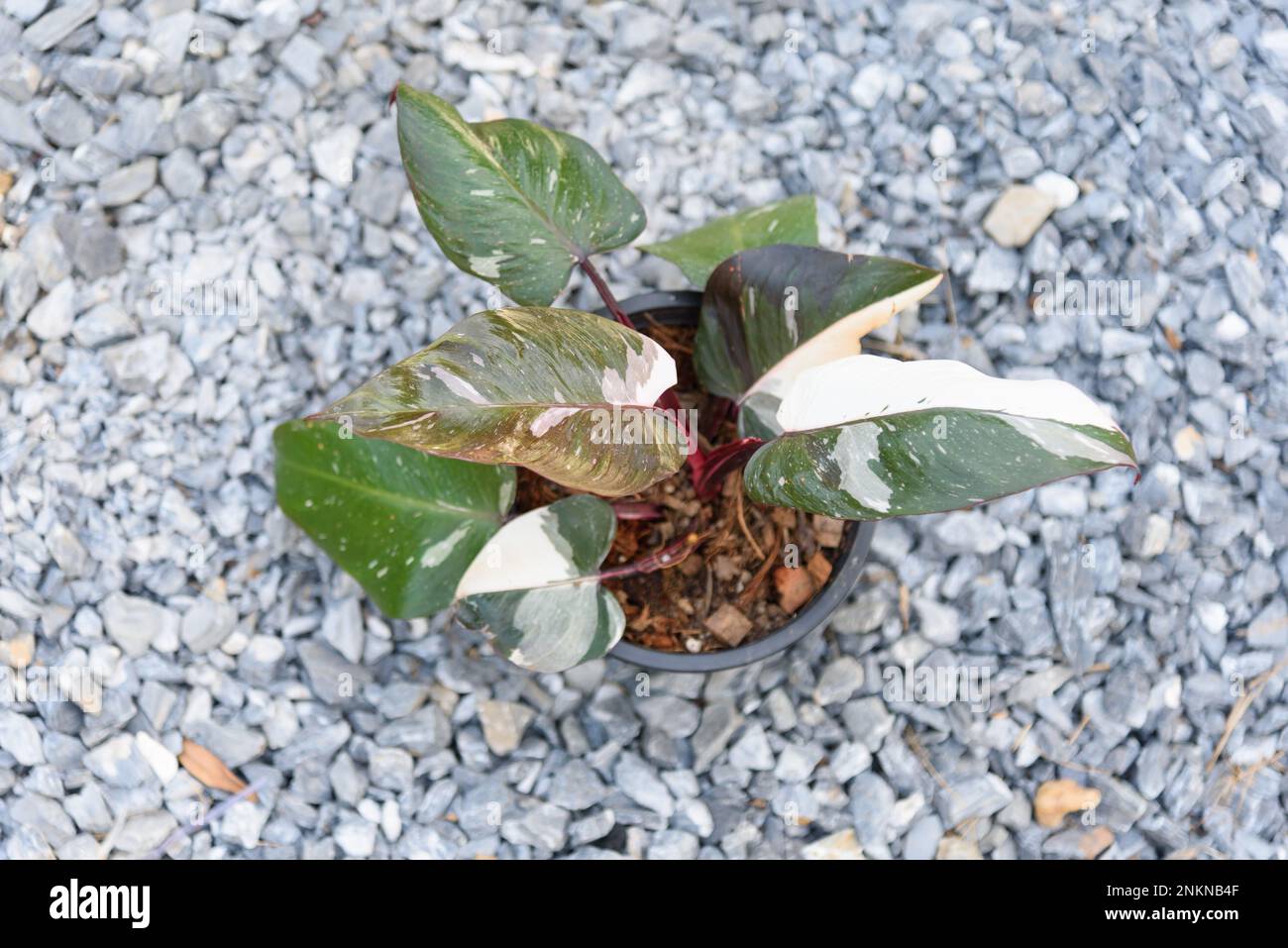 Philodendron red anderson hi-res stock photography and images - Alamy