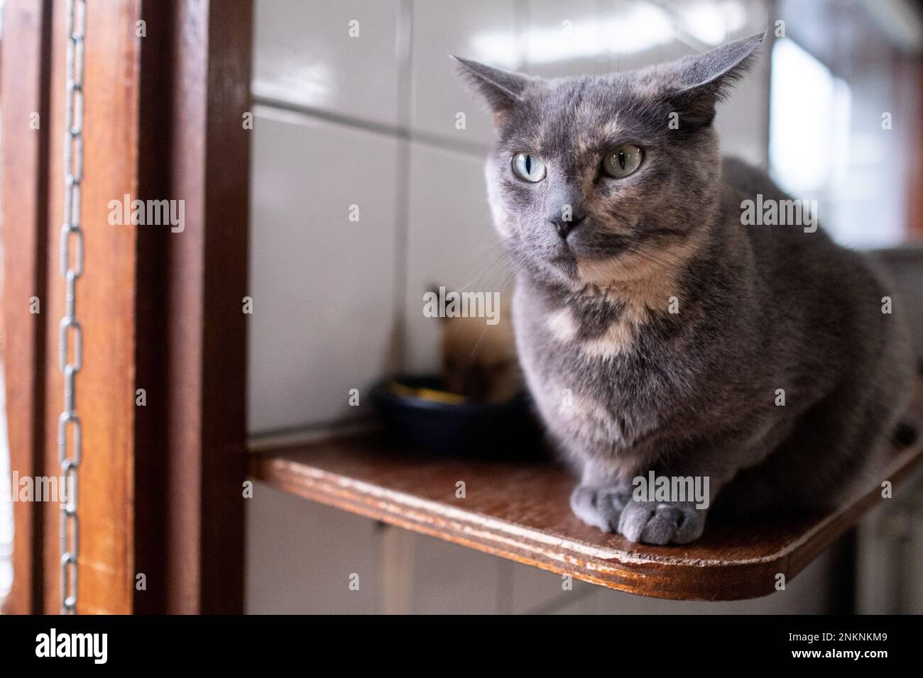 Netherlands, Amsterdam on 20220314. Founded in 1966, De Poezenboot is