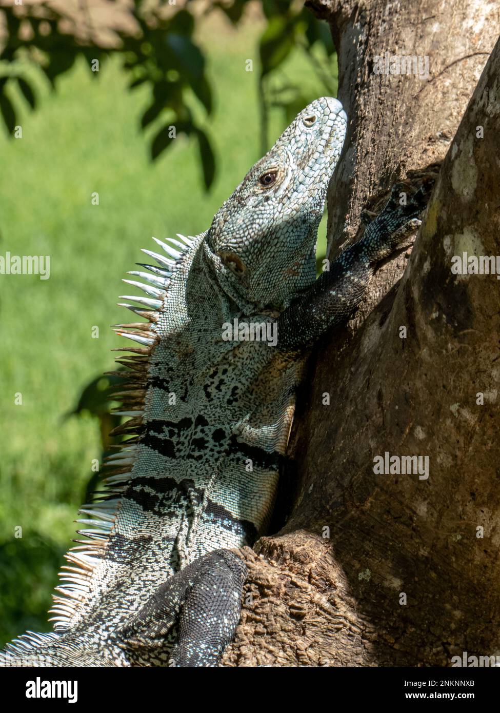 An iguana basks in the heat of the sun from the trunk of a tree in Samara Costa Rica Stock Photo