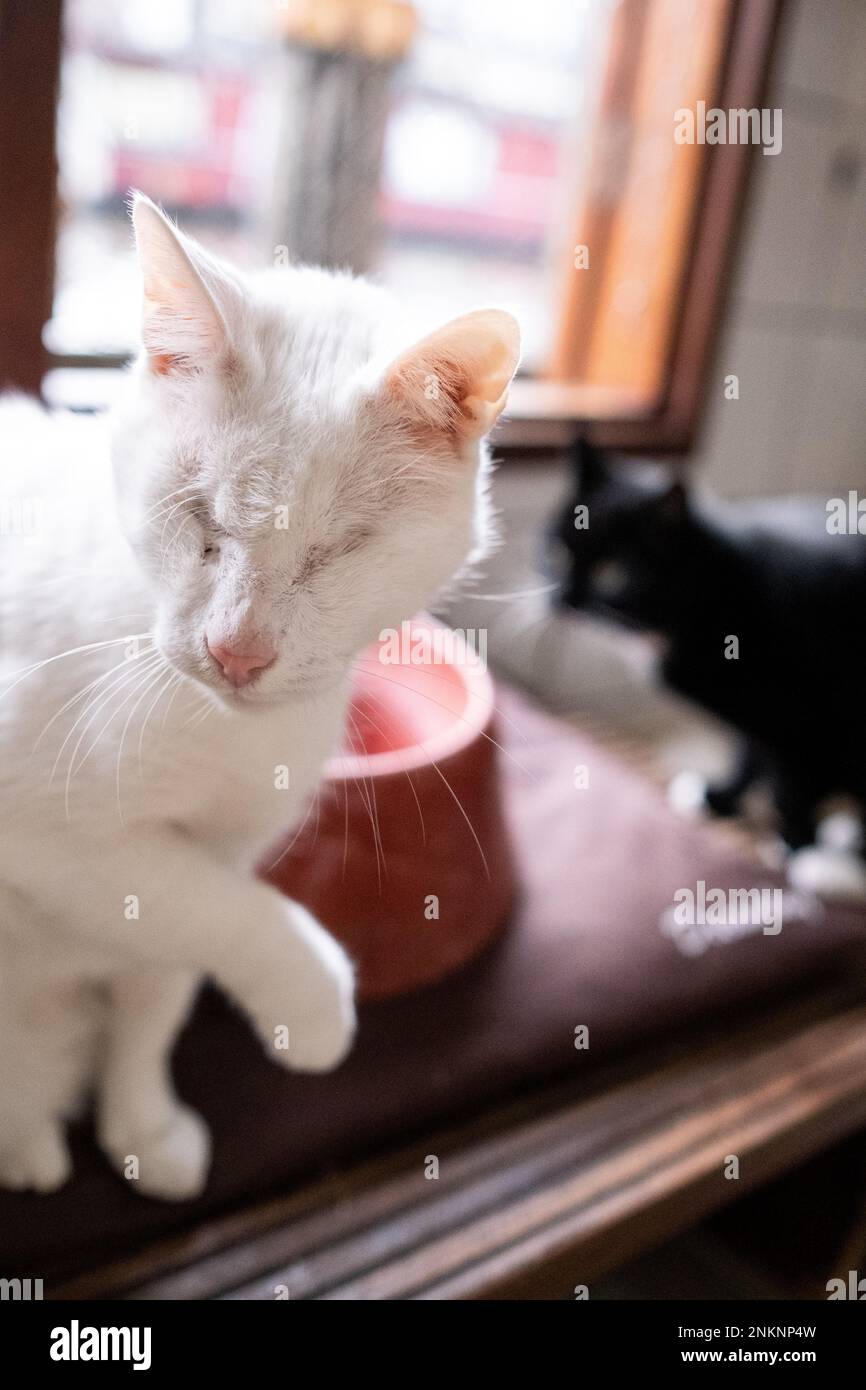 Netherlands, Amsterdam on 20220314. Founded in 1966, De Poezenboot is