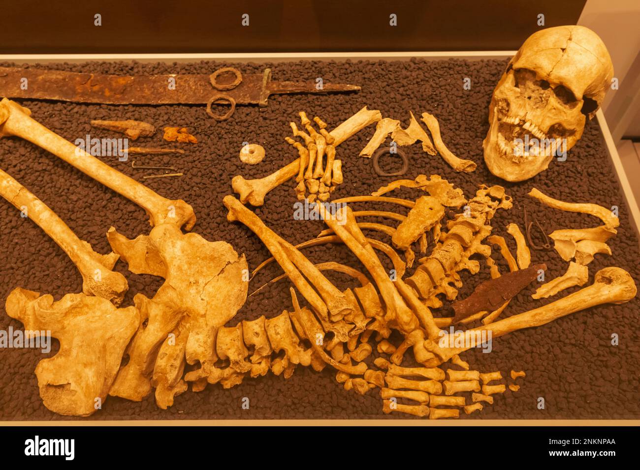 England, Dorset, Dorchester, Dorset Museum, Skeleton of The Whitcombe Warrior Stock Photo