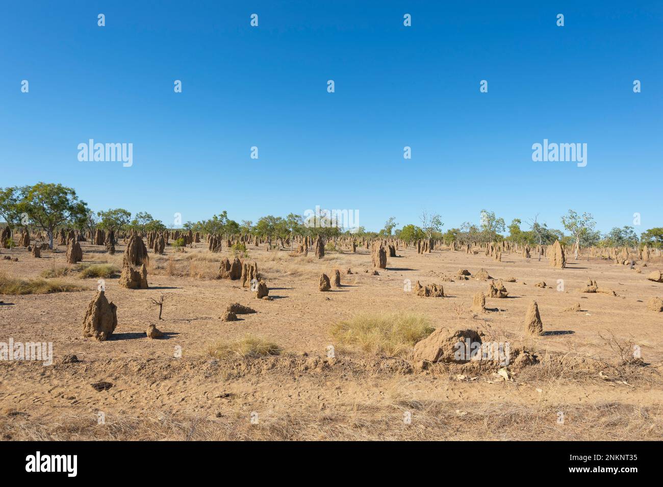 View of termite mounds in the Outback near Normanton, Gulf Savannah, Queensland, QLD, Australia Stock Photo