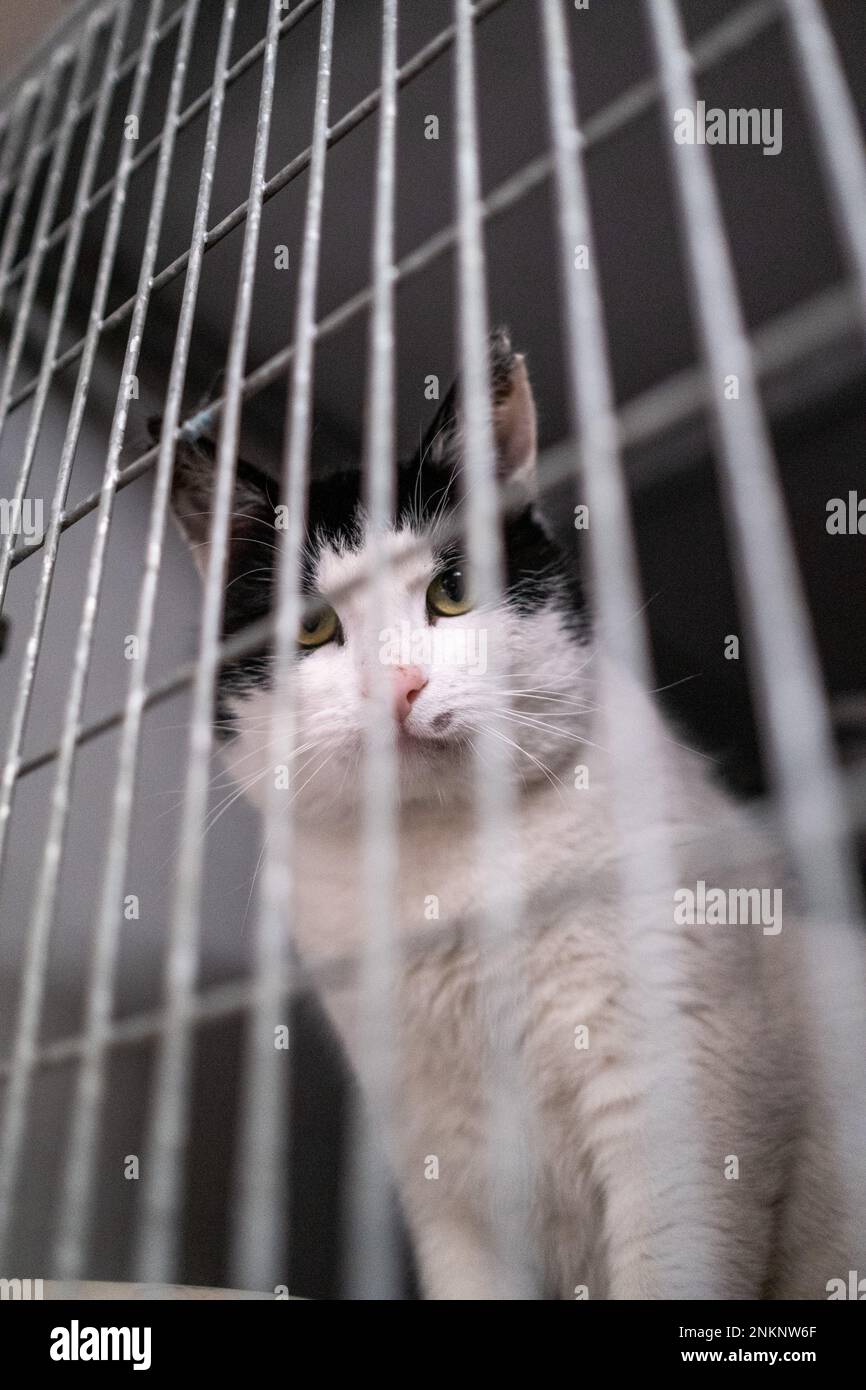 Netherlands, Amsterdam on 20220314. Founded in 1966, De Poezenboot is