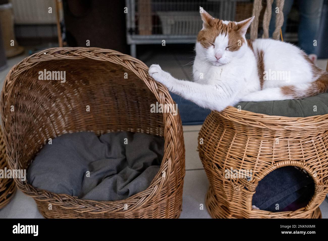 Netherlands, Amsterdam on 20220314. Founded in 1966, De Poezenboot is