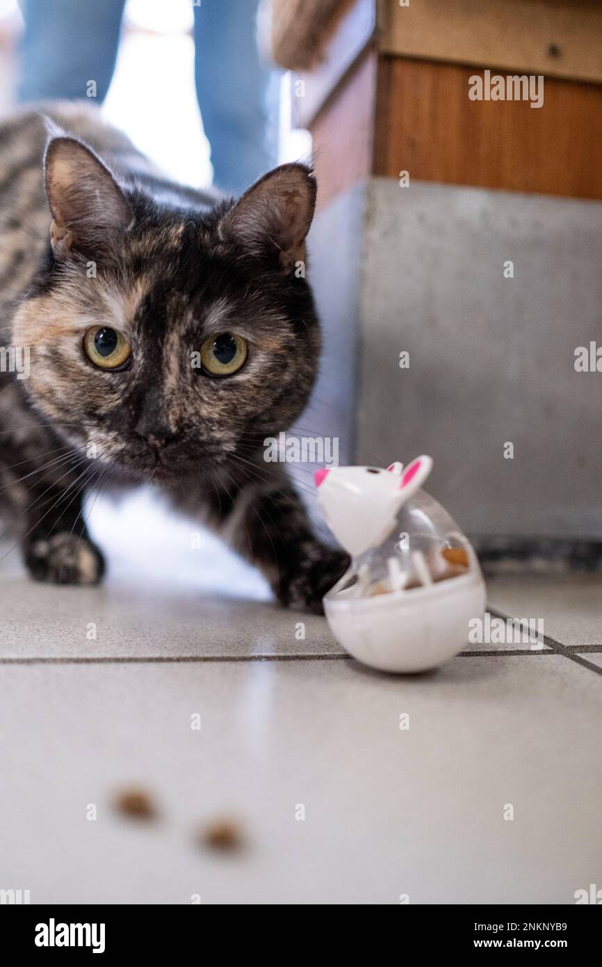 Netherlands, Amsterdam on 20220314. Founded in 1966, De Poezenboot is