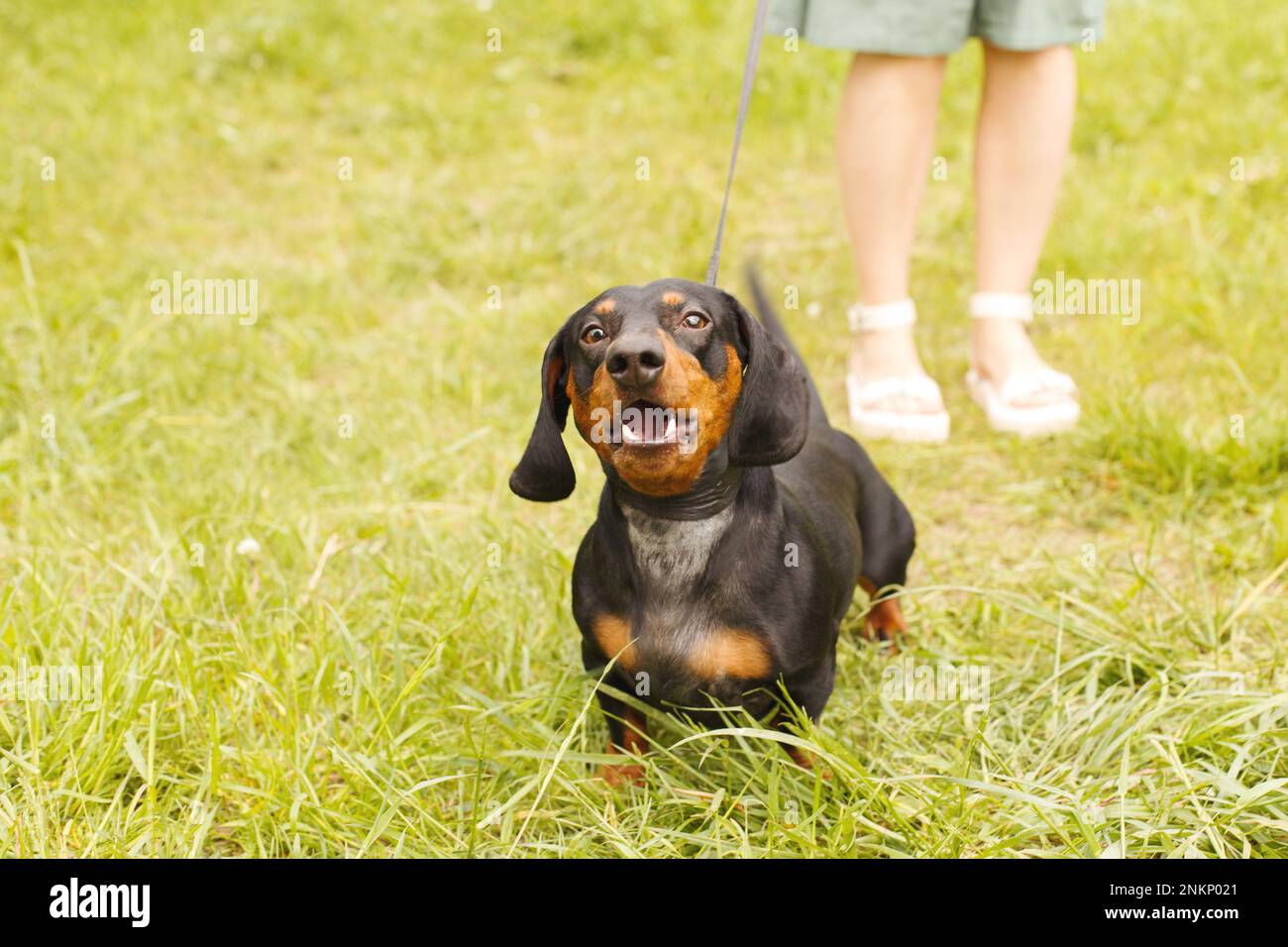 woman walks with the dog on a leash in the park . dachshund are barking near a woman's feet. Stock Photo