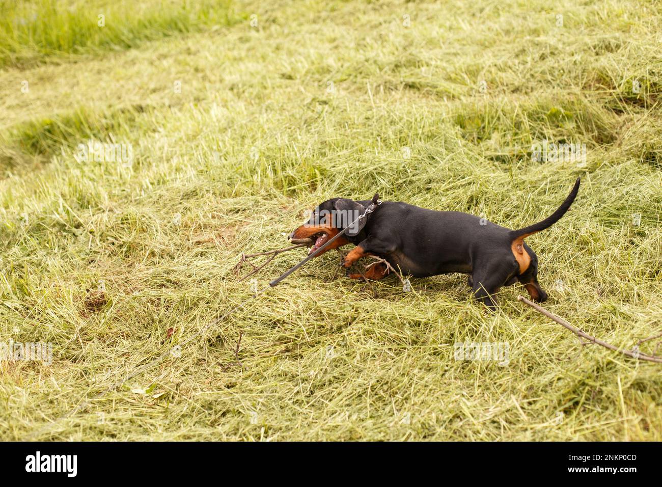 cute little dachshund dog chewing on a stick outdoor Stock Photo Alamy