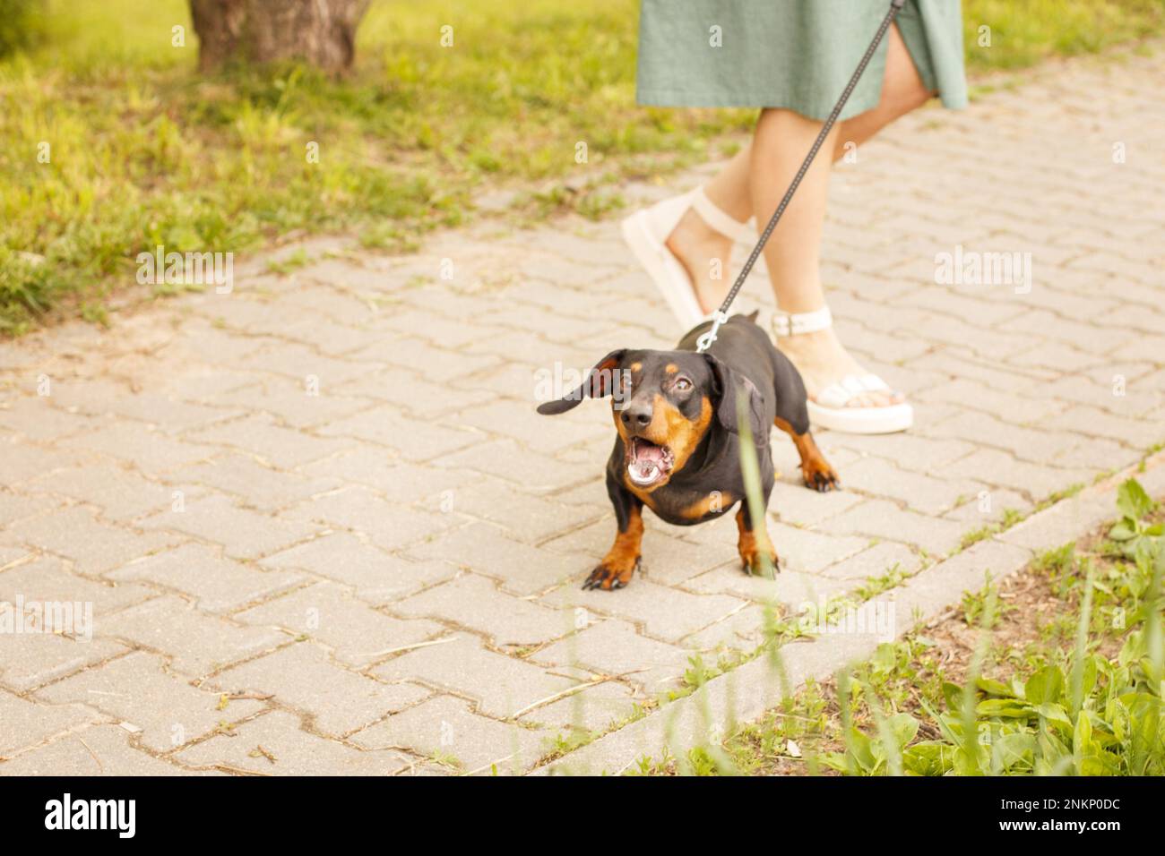 woman walks with the dog on a leash in the park . dachshund are barking near a woman's feet. angry dog Stock Photo