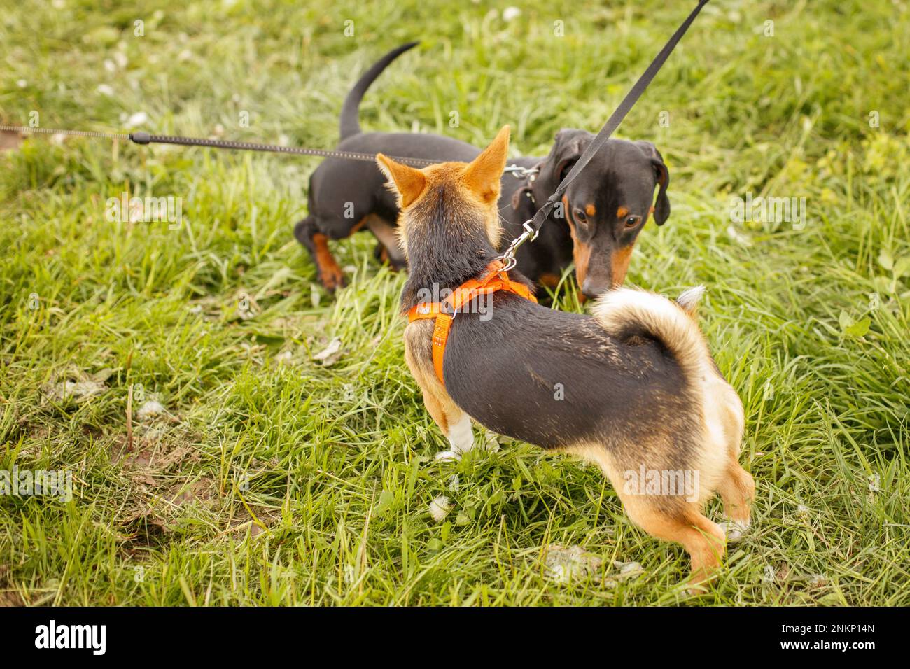 Two Dogs Sniffing Each Other Outside In Greeting Stock Photo Alamy two-dogs-sniffing-each-other-outside-in-greeting-stock-photo-alamy