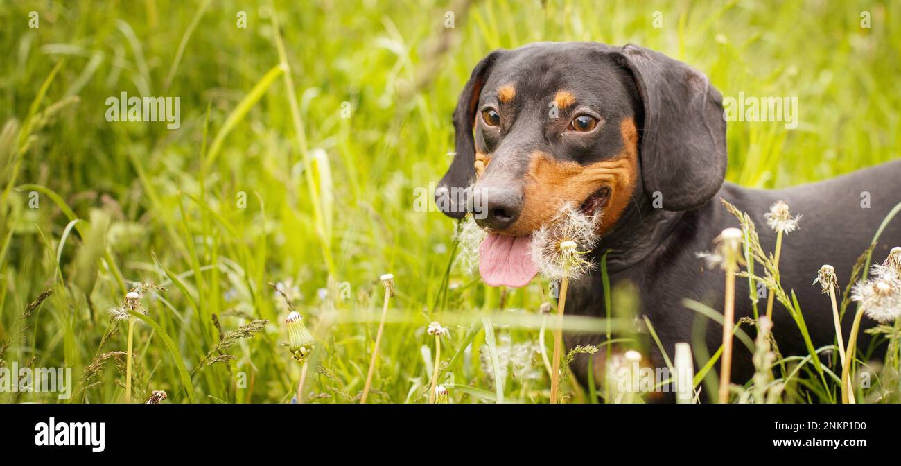 portrait of a cute dachshund dog in a field of dandelions. banner. Stock Photo