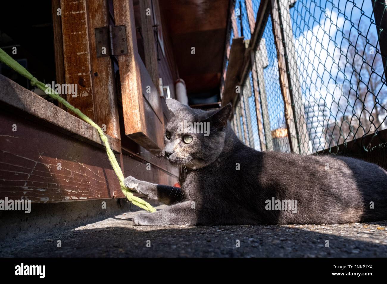 Chat mignon hires stock photography and images Alamy