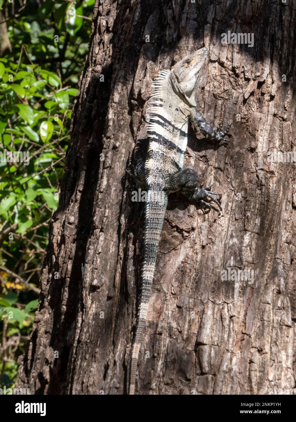 A blue iguanna basks in the sun from the trunk of a tree in Costa Rica Stock Photo