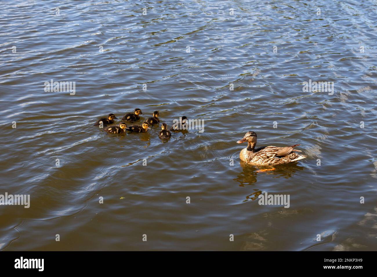 Mother duck with her group of beautiful, fluffy ducklings swimming together on a lake. Wild animals in a pond. Stock Photo