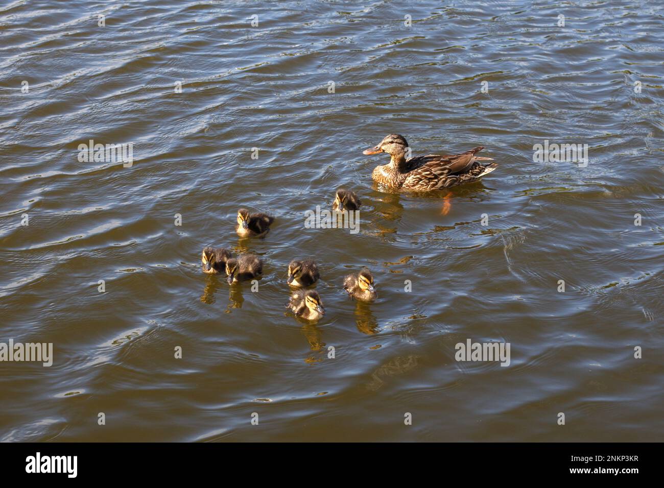 Mother duck with her group of beautiful, fluffy ducklings swimming together on a lake. Wild animals in a pond. Stock Photo