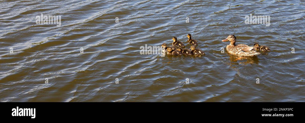 Mother duck with her group of beautiful, fluffy ducklings swimming together on a lake. Wild animals in a pond. banner Stock Photo