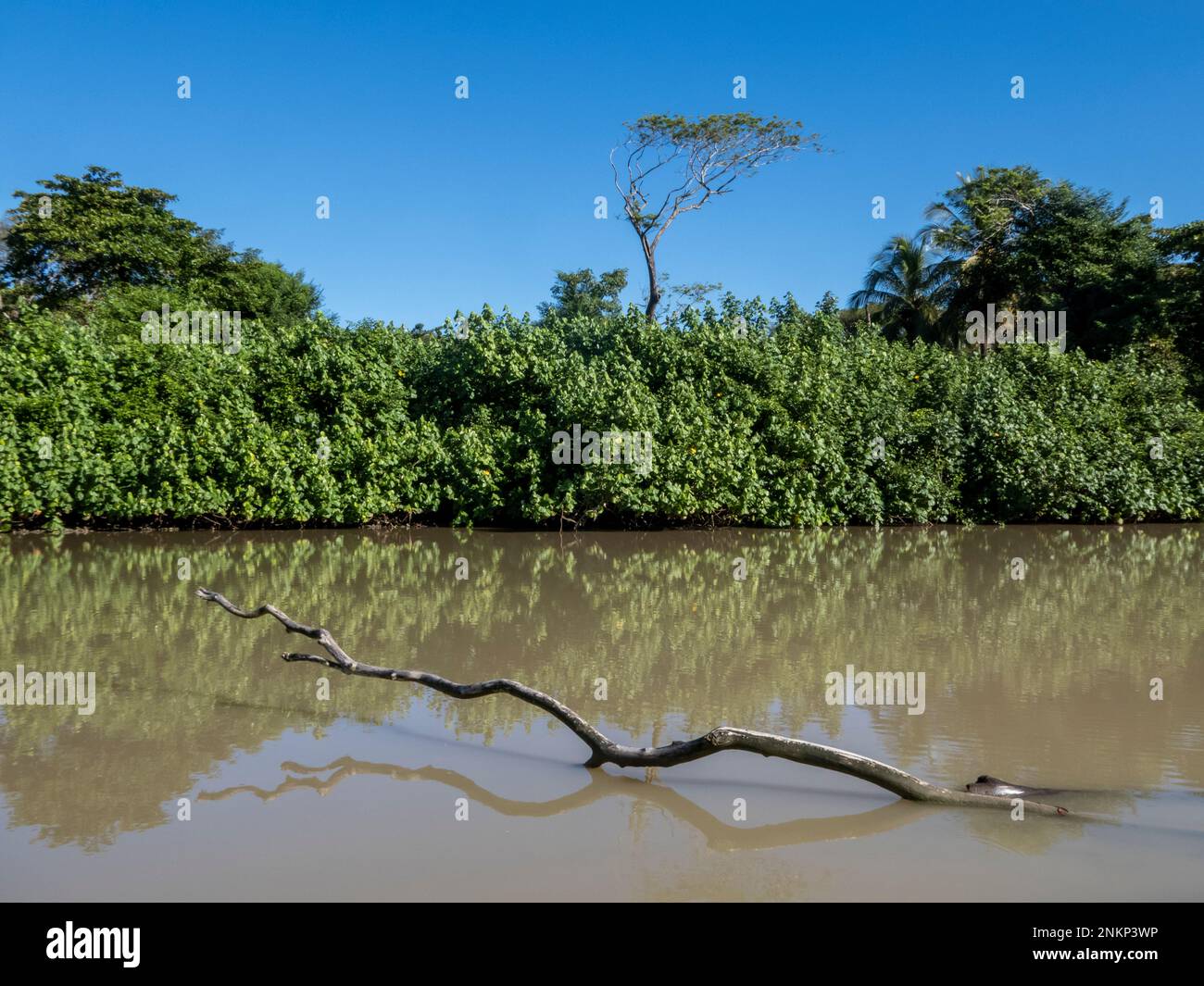 A view of the mangrove trees and lagoon near Manzanillo beach in Costa ...