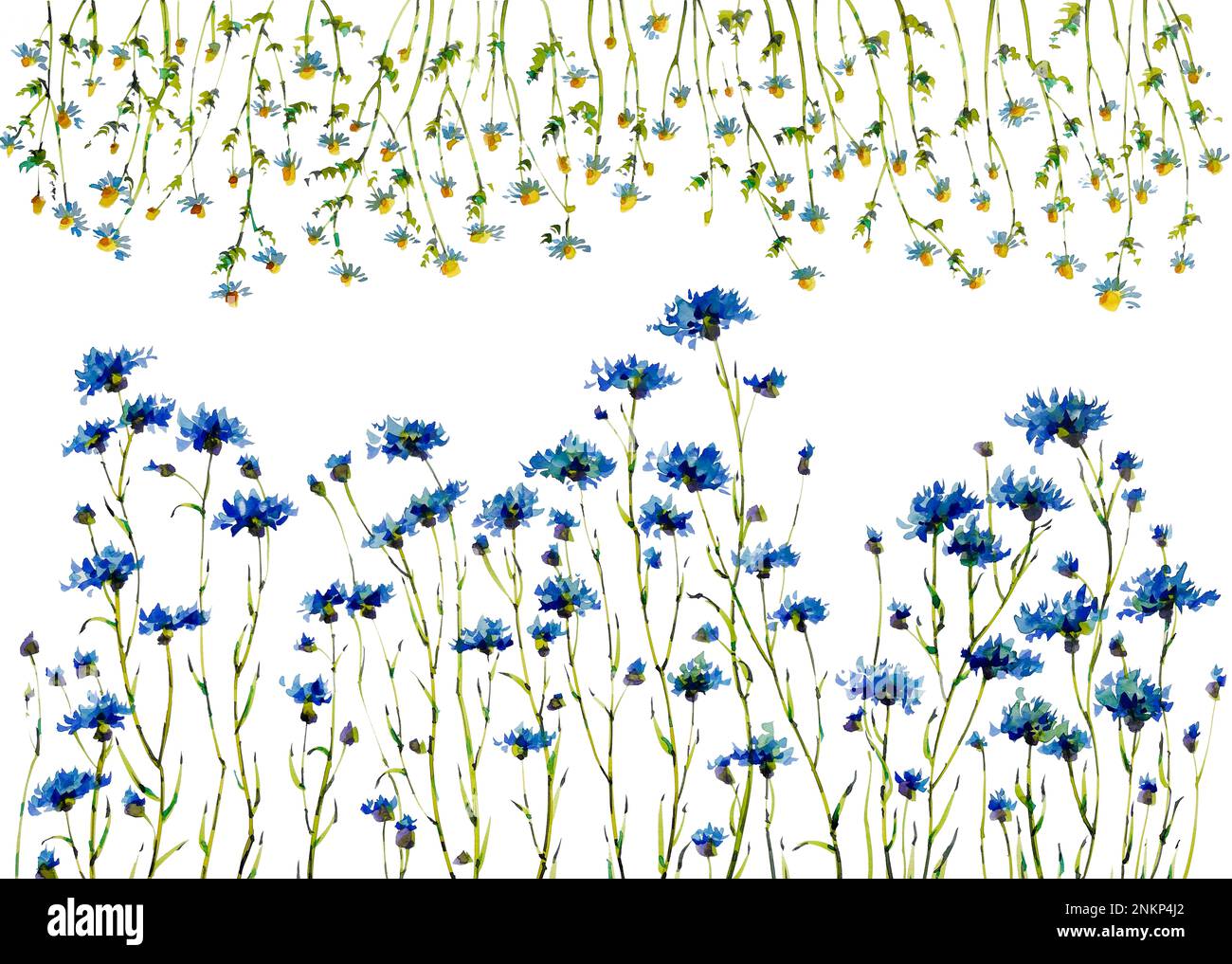 Cornflower and camomile watercolor flowers on white background Stock Photo