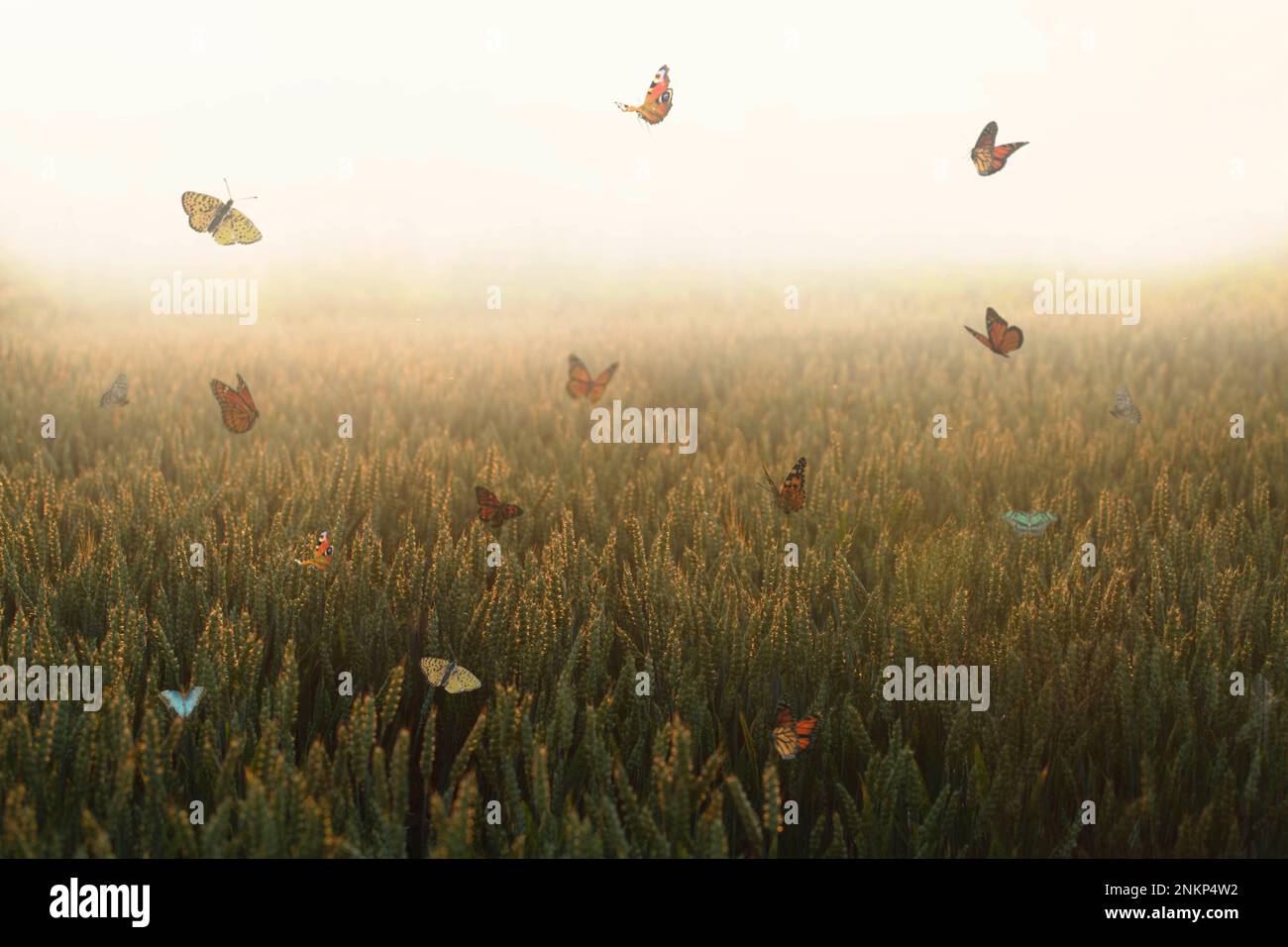 Harmonious moment in nature hi-res stock photography and images - Alamy
