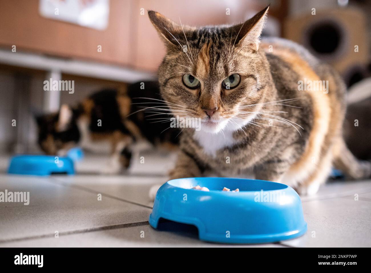 Netherlands, Amsterdam on 20220314. Founded in 1966, De Poezenboot is