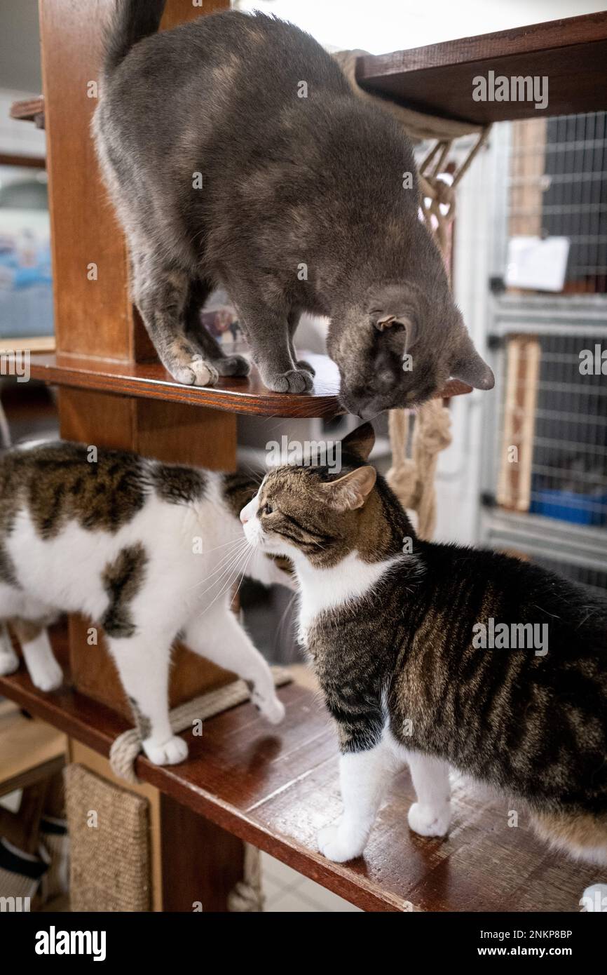 Chat mignon hires stock photography and images Alamy