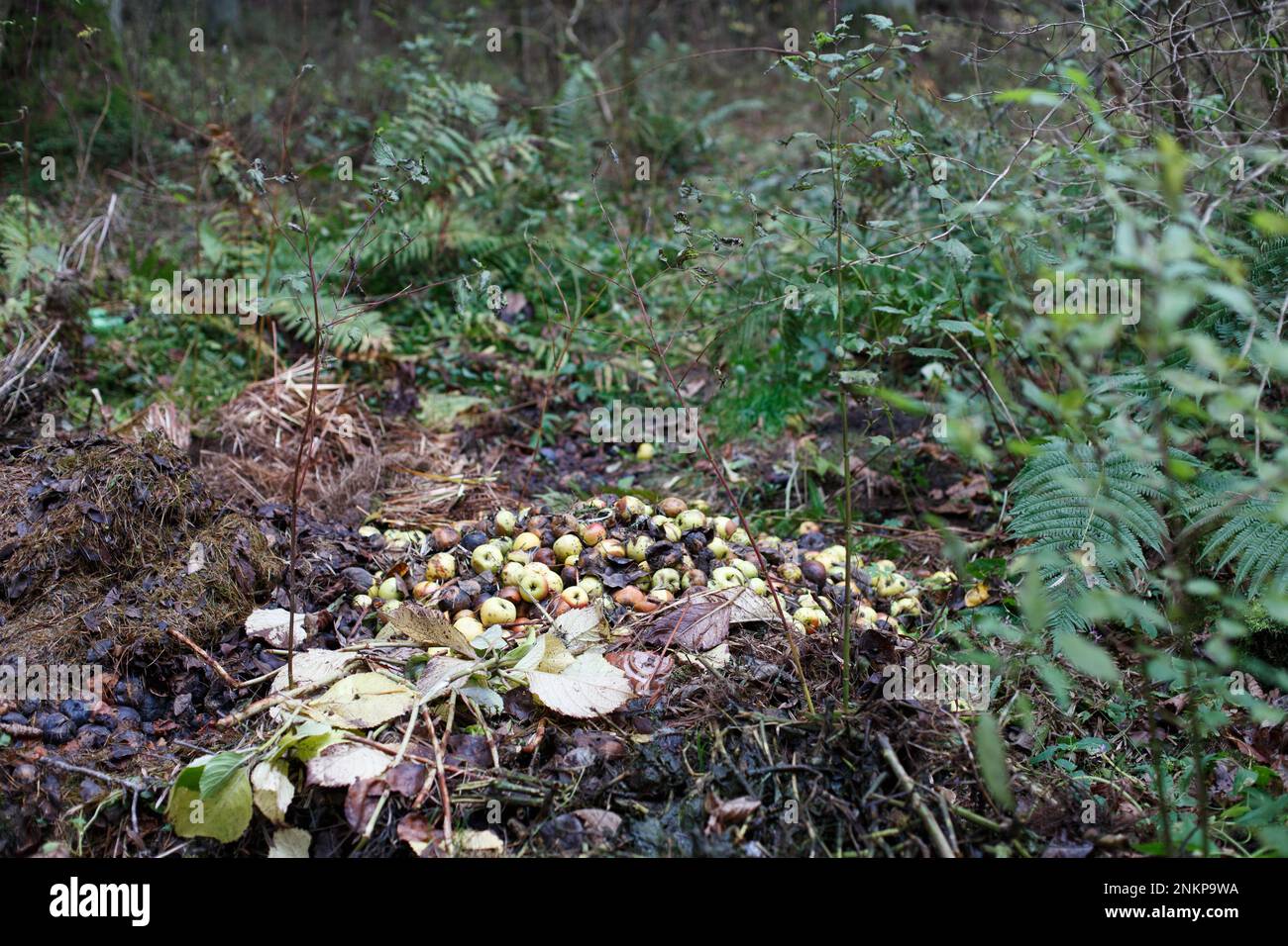 Stack with damaged apples. Garden and food waste, compost. Pile of