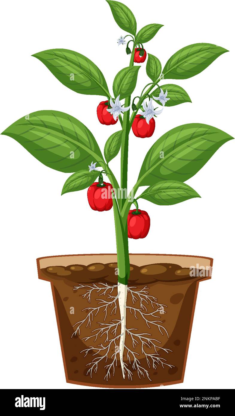 Bell pepper plant showing root illustration Stock Vector Image & Art