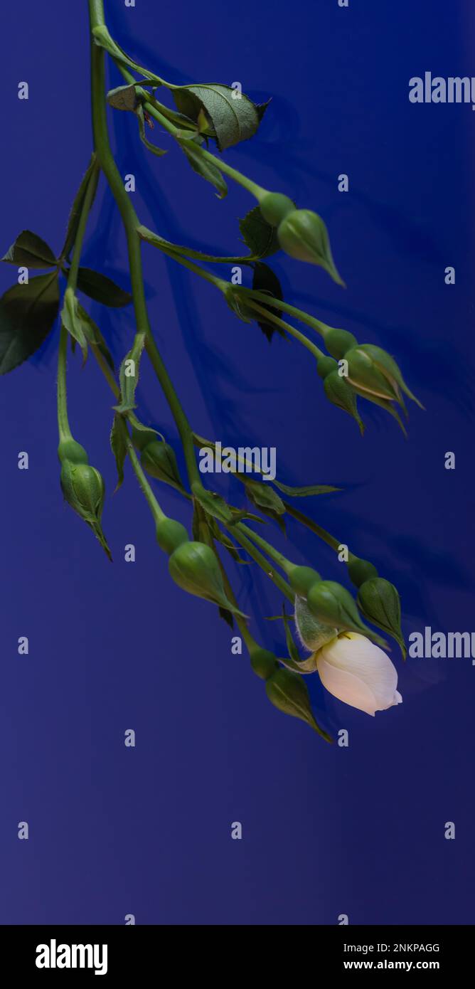 white rose on a blue background Stock Photo - Alamy