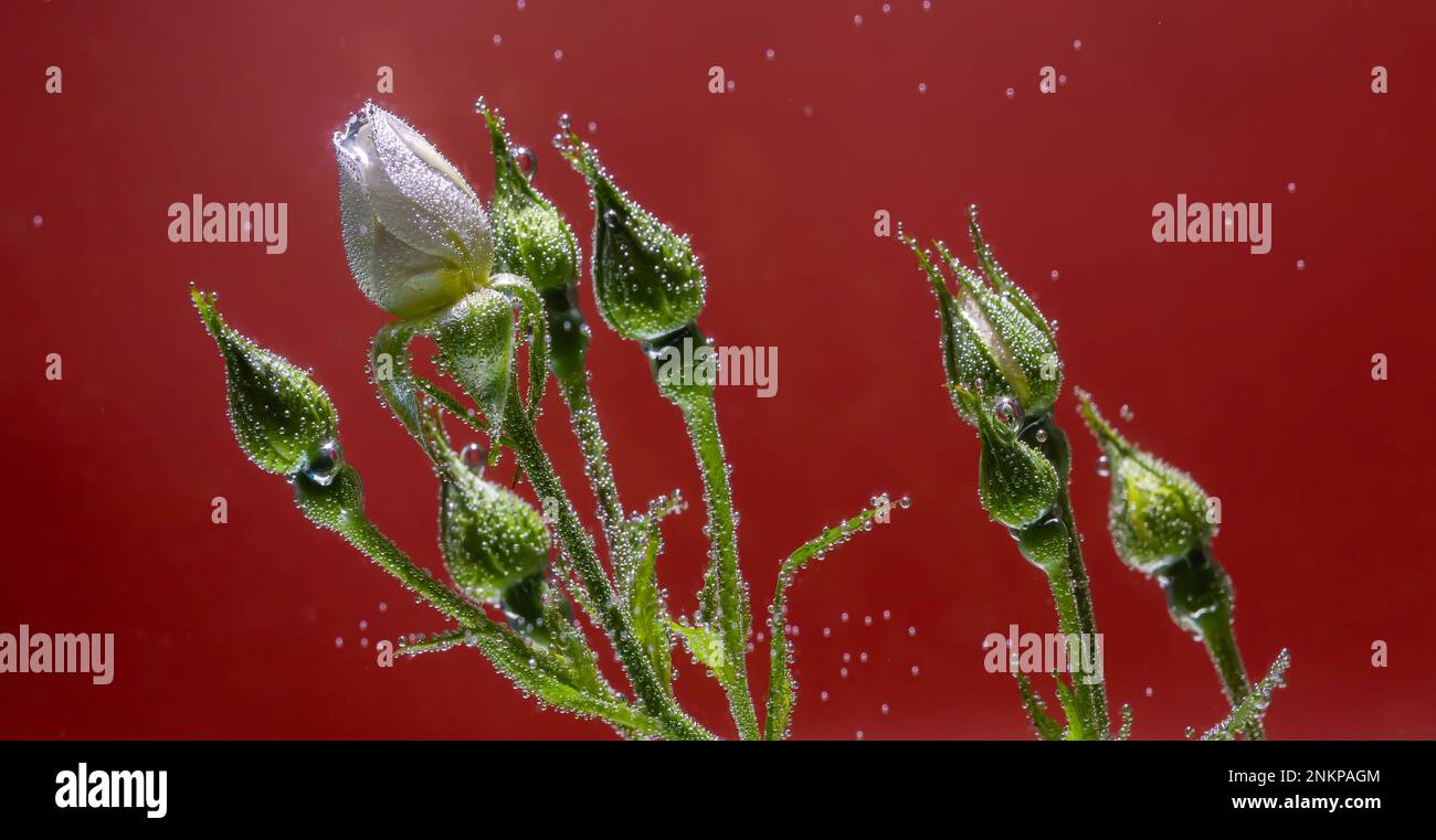 Rose underwater with air bubbles on red background Stock Photo Alamy