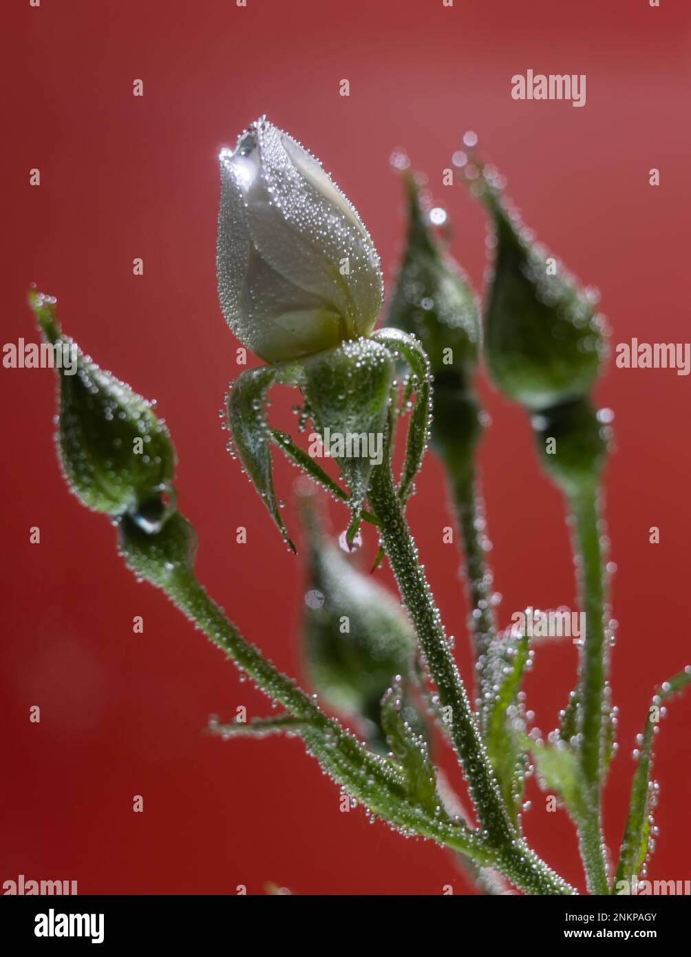 Rose underwater with air bubbles on red background Stock Photo - Alamy