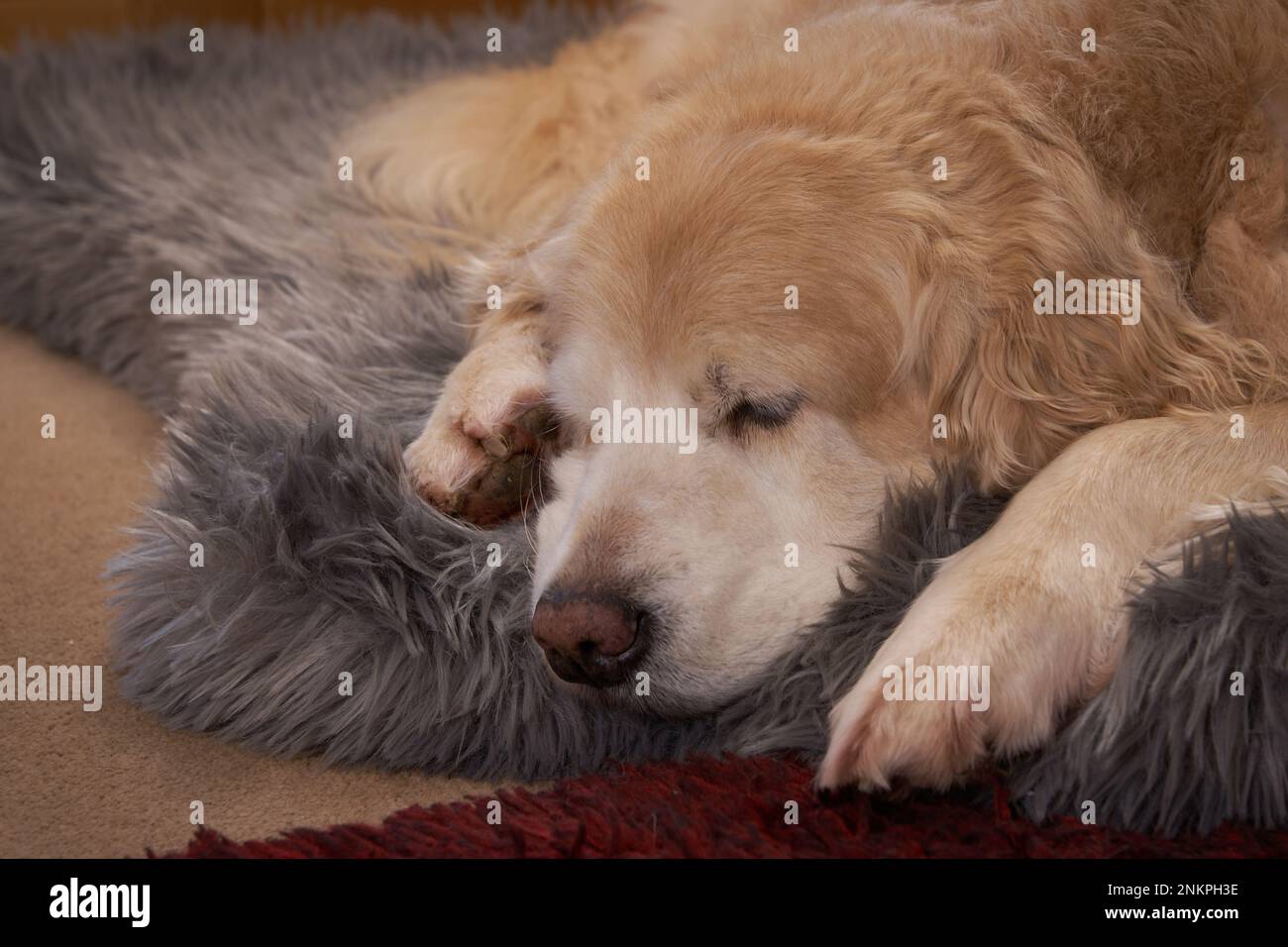 Sleeping golden retriever, 13 years old Stock Photo