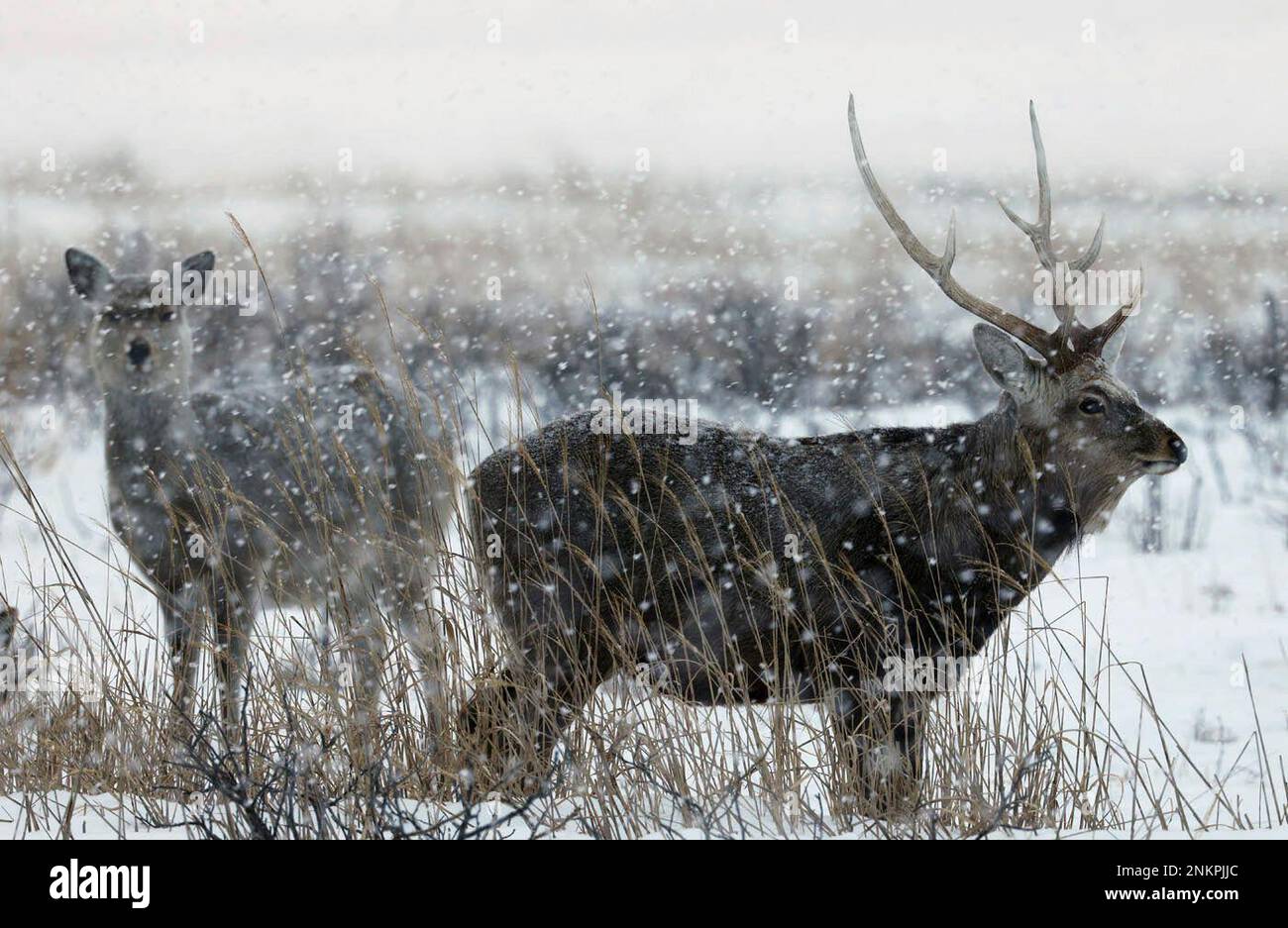 A Picture Taken On Feb 3 2022 Shows Yezo Sika Deer Cervus Nippon a-picture-taken-on-feb-3-2022-shows-yezo-sika-deer-cervus-nippon