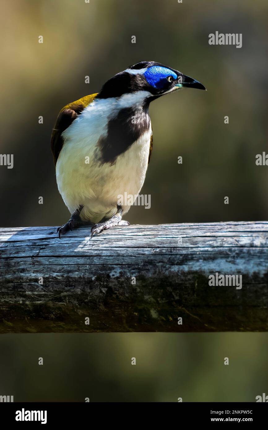 Blue-faced honeyeater also known as Entomyzon cyanotis. Stock Photo