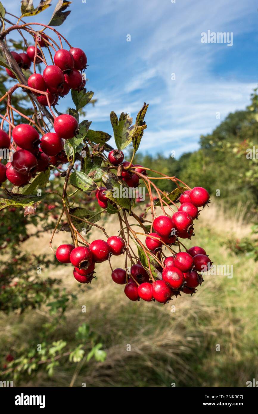 Closeup of bright red / crimson hawthorn berries growing on common hawthorn bush (Crataegus monogyna), in September, Leicestershire, England, UK Stock Photo