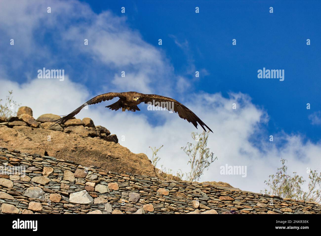 Full body shot of a falcon in flight, blue sky and a hill in the background. Stock Photo