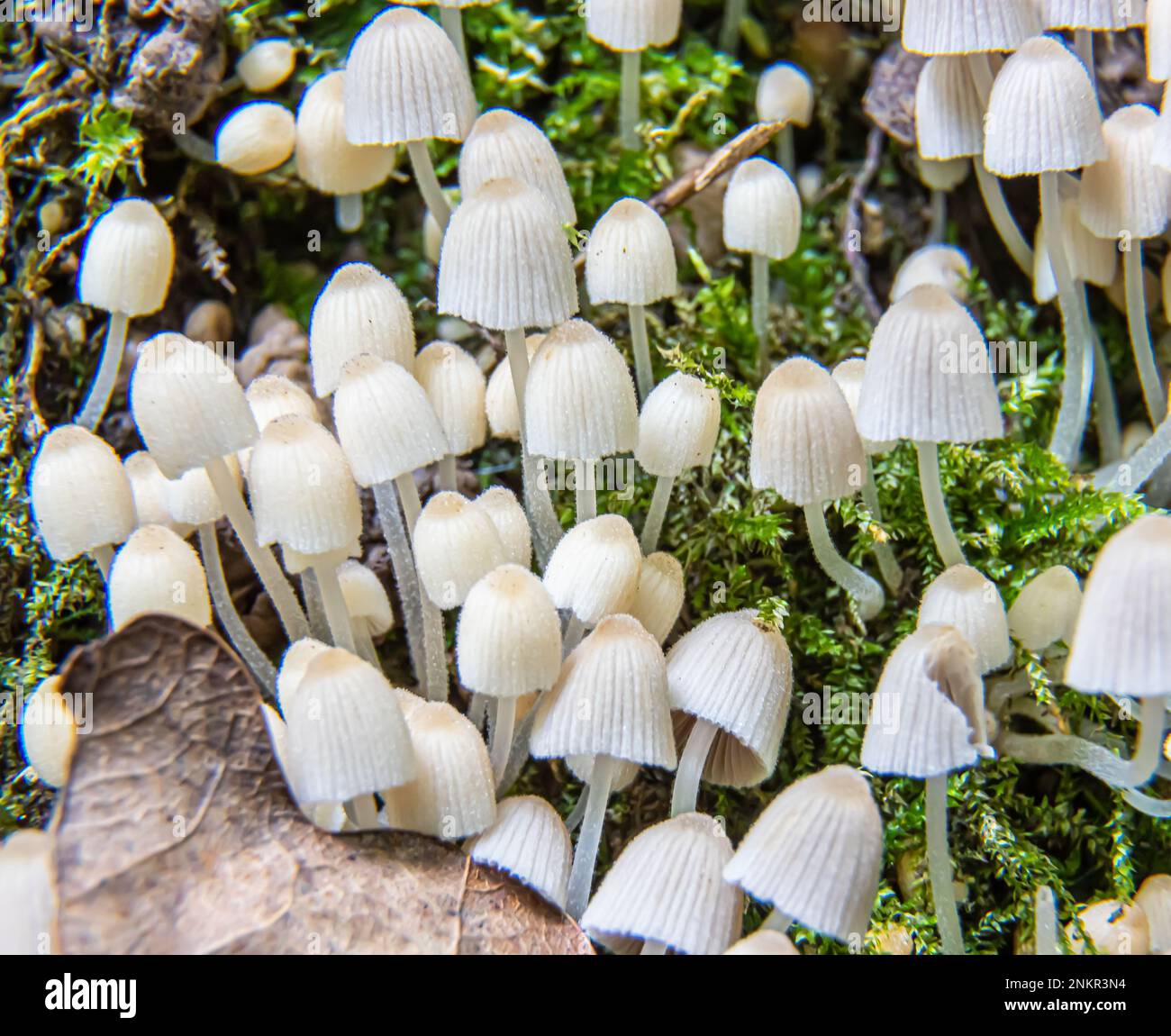 mushroom in the natural environment in the forest Stock Photo