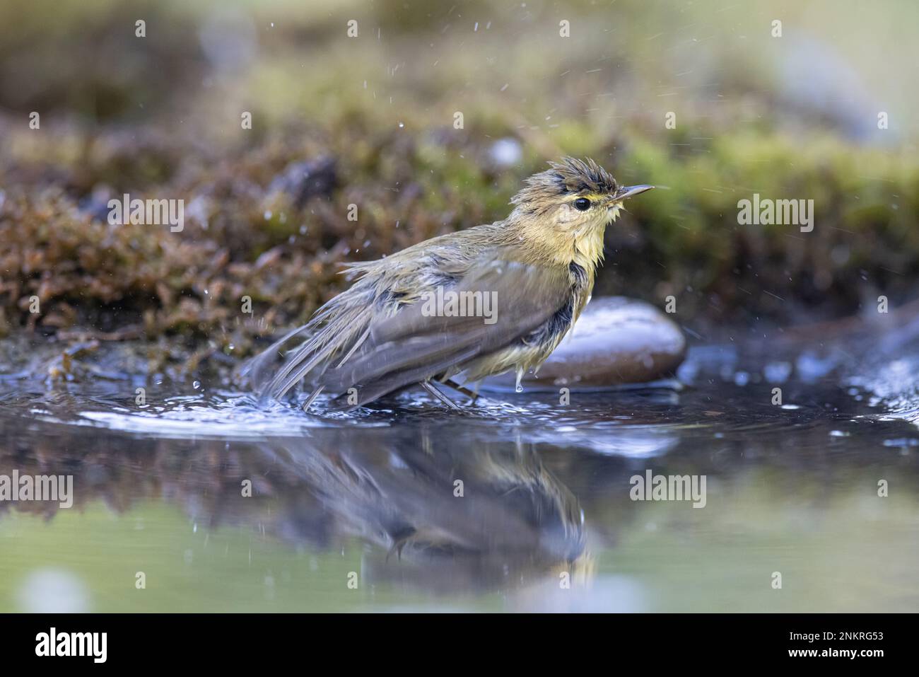Wood warbler, Phylloscopus sibilatrix. a beautiful bird swims and looks at the reflection in the water Stock Photo