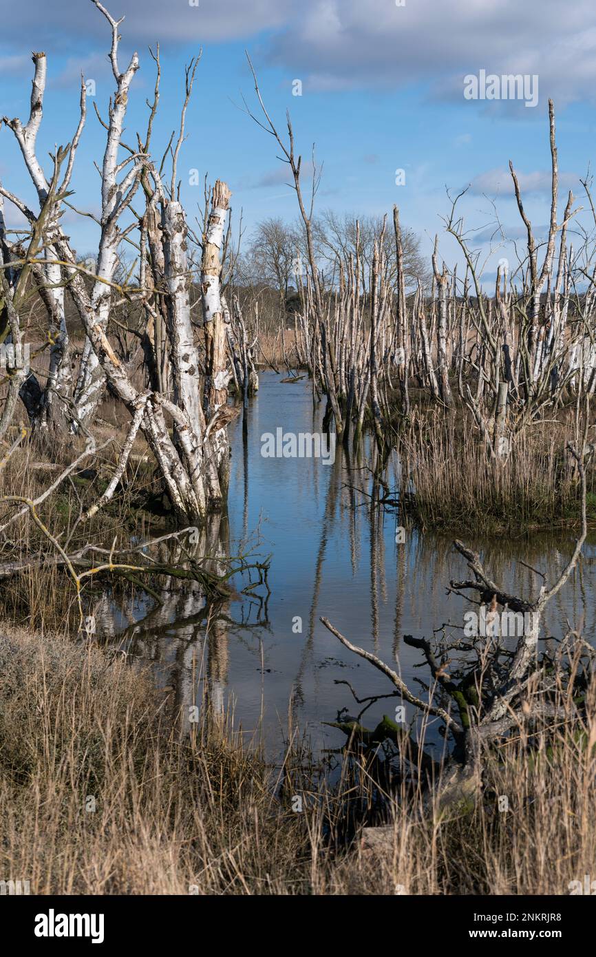 Remains of trees in new marshes Stock Photo