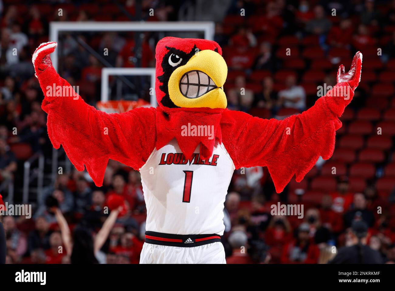 LOUISVILLE, KY - FEBRUARY 16: Louisville Cardinals mascot Louie is seen  during a college basketball game against the Miami Hurricanes on Feb. 16,  2022 at KFC Yum! Center in Louisville, Kentucky. (Photo