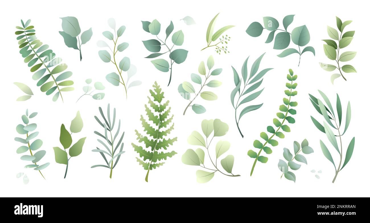 Watercolor plant leaf, garden greenery and herb. Wedding decorative