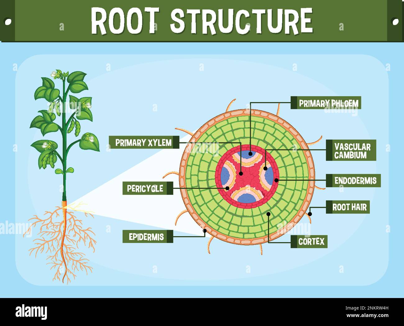 Internal structure of root diagram illustration stock vector image